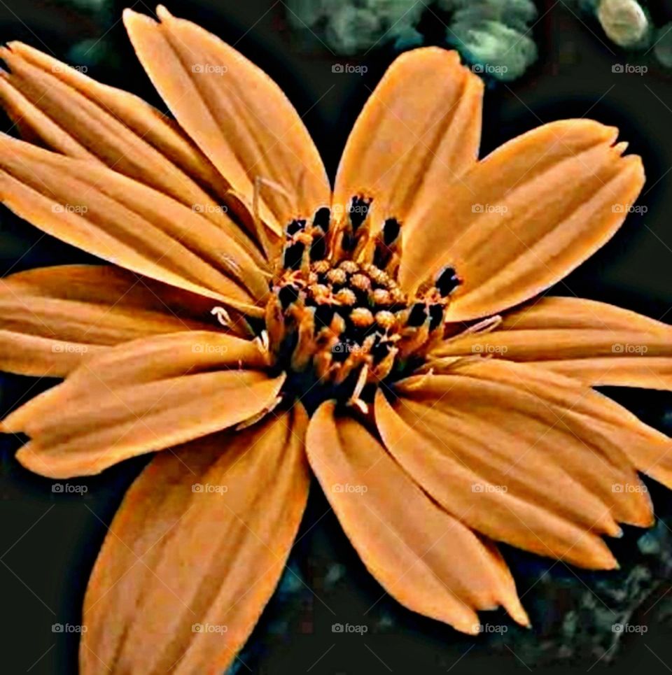 most beautiful and attractive flowers in the garden.