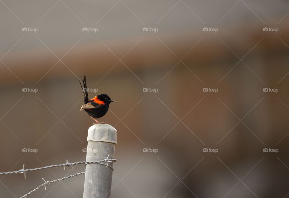 Red-backed Fairy-wren