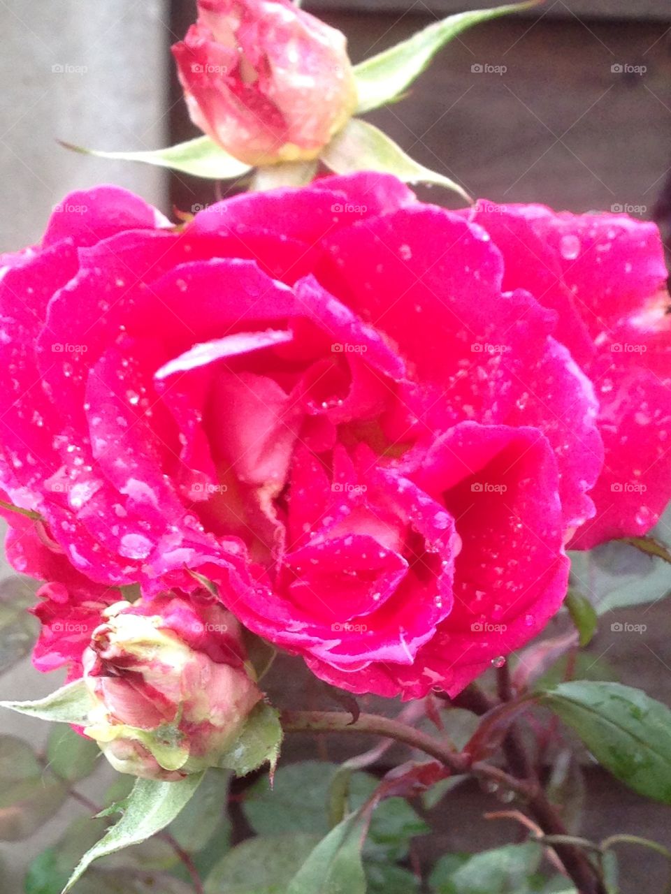 Raindrops on roses