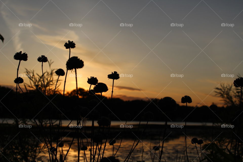 Weeds in the sunset