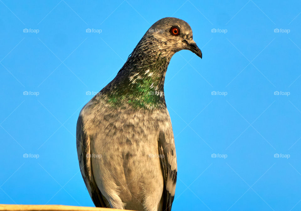 Bird photography- Dove - glowing in sun