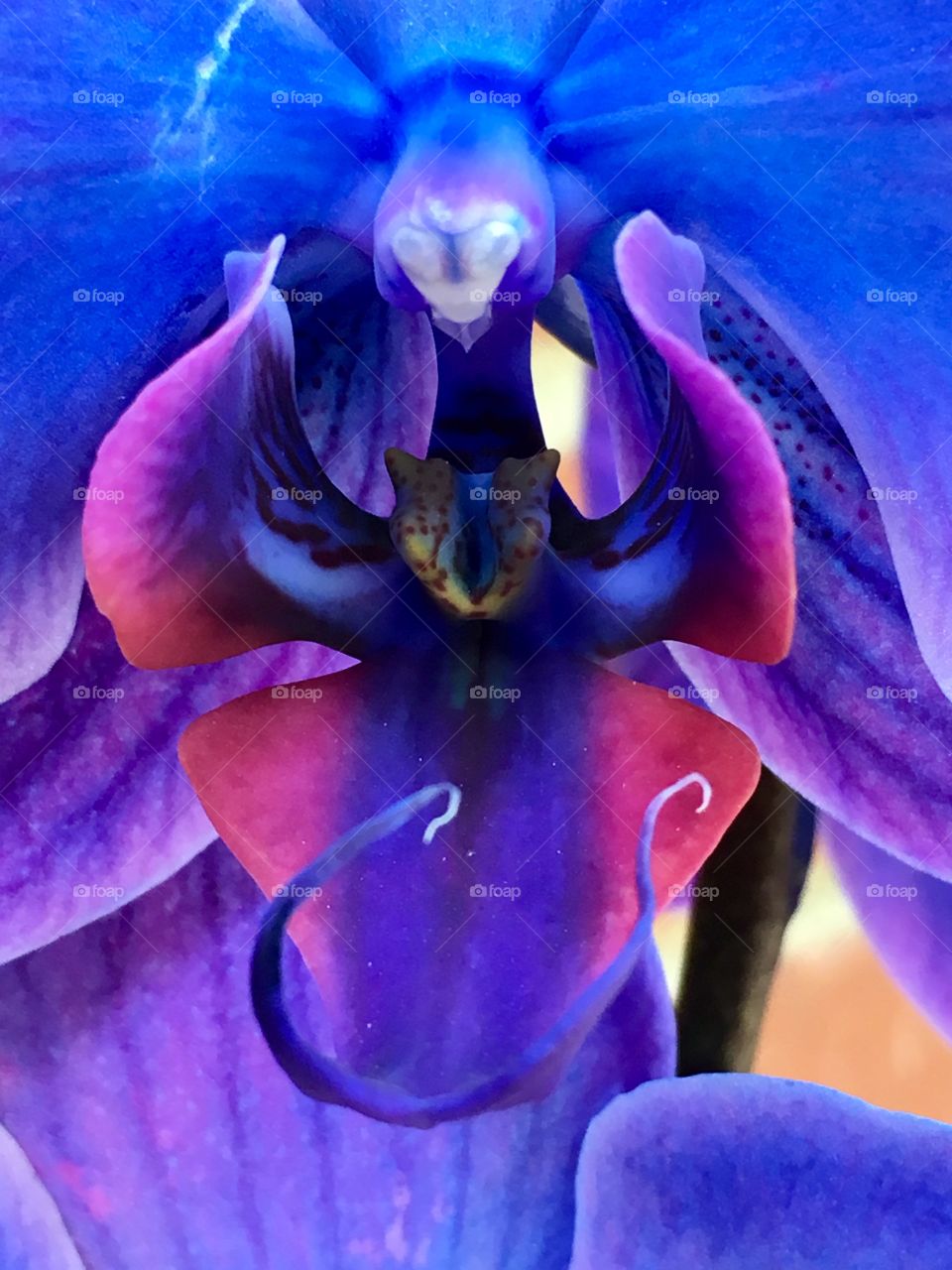 Orchid color storm