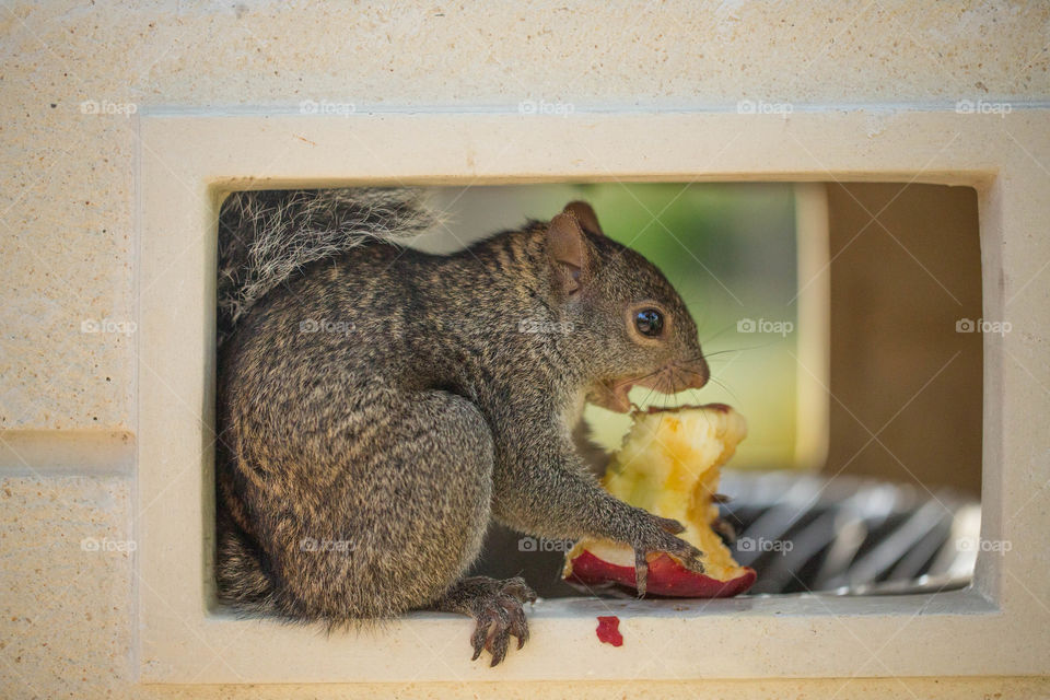 Wild squirrel grabbing food from a garbage can