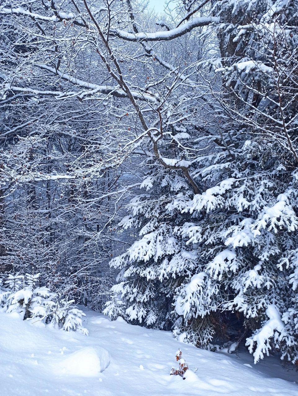 Frosty Marvels: Nature's Icy Artistry