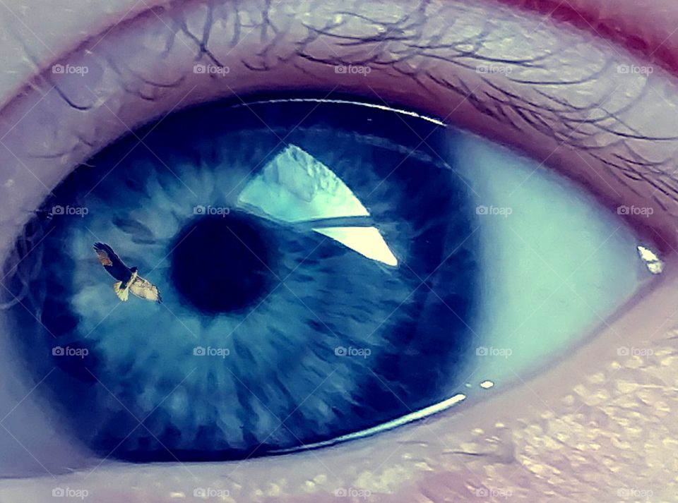 bird in a baby blue eye