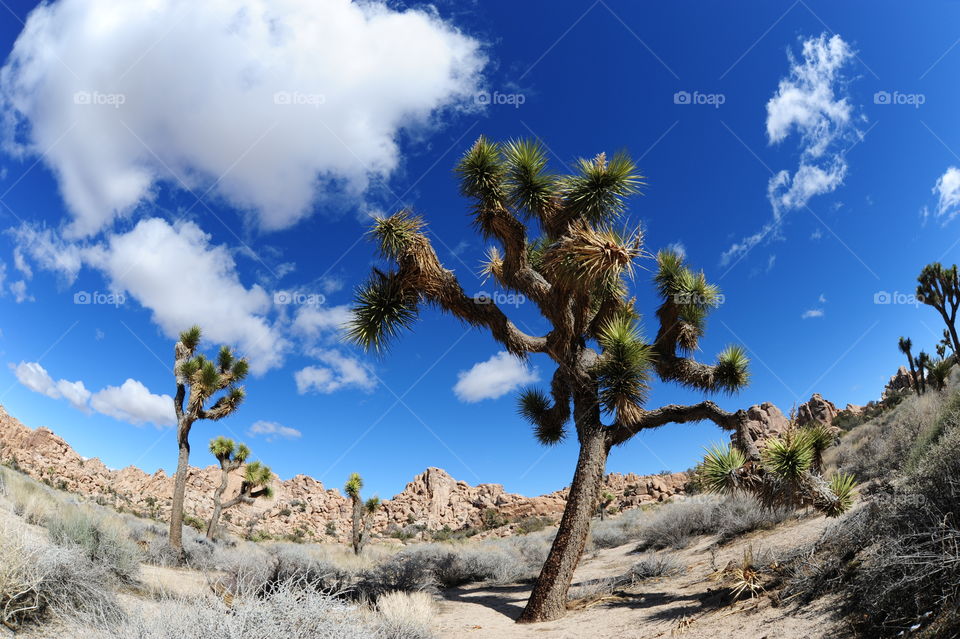A stroll along the trail in Joshua Tree National Park!