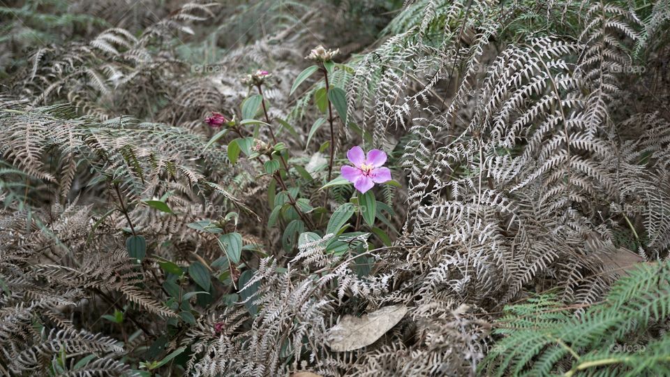 pink flower in the wood