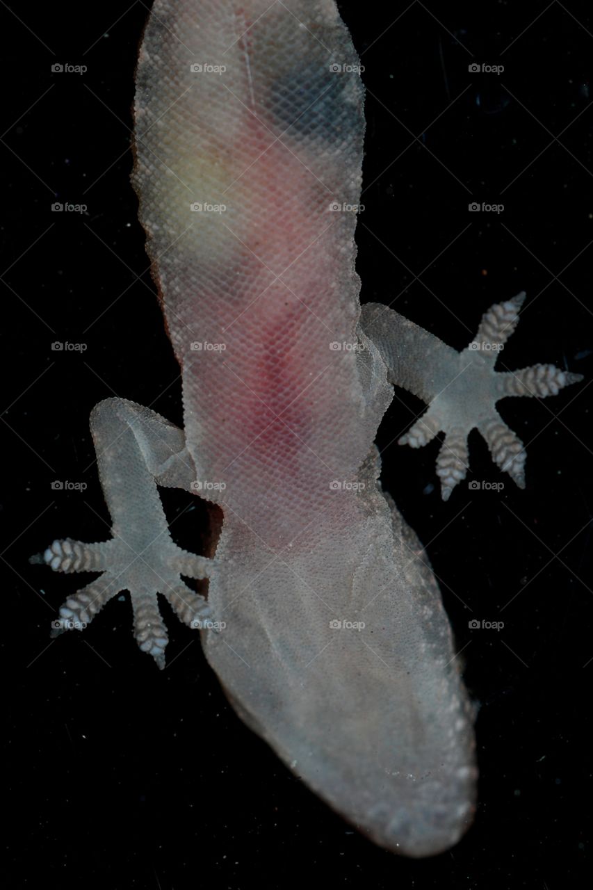 Translucent gecko viewed from below through a glass pane