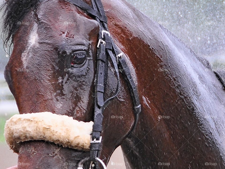 The Big Trouble. The Big Trouble, a very large two-year colt gets a cool rinsing after winning the Sanford stakes on opening day.