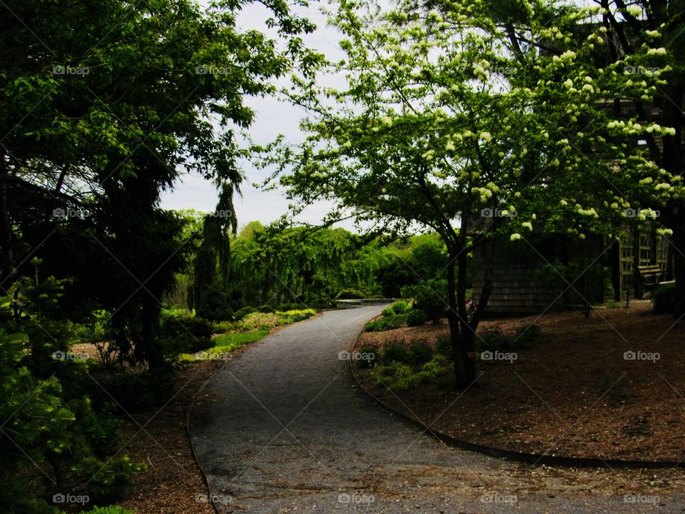 New York, Long Island, Nature, tree, plants, outdoors, calm, relax, shades, colors, Clouds, sky, path, view,