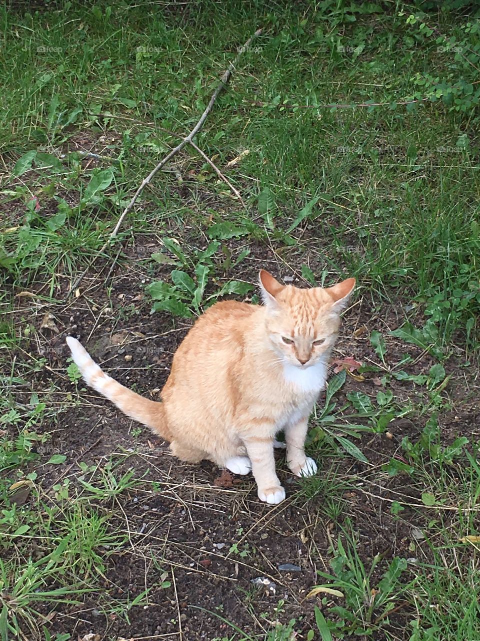 Kitty going for a stroll