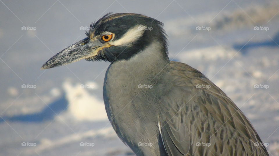 Close up yellow crowned night heron bird of Florida