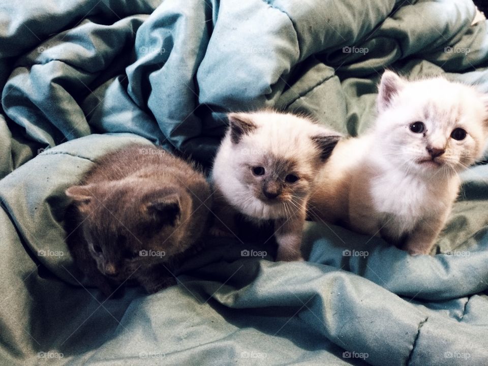 I love these three little balls of fur
