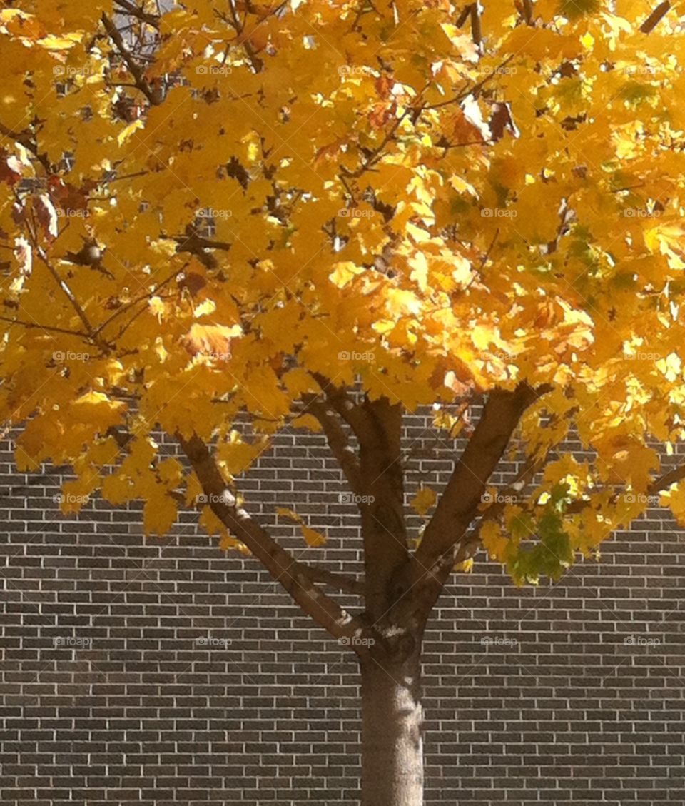 Golden yellow leaves on a tree with a brick background 