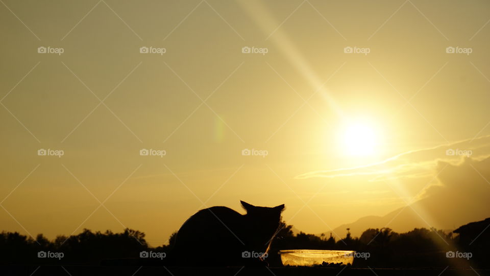 Sunset#cat#animal#nature#moment#magic#wild