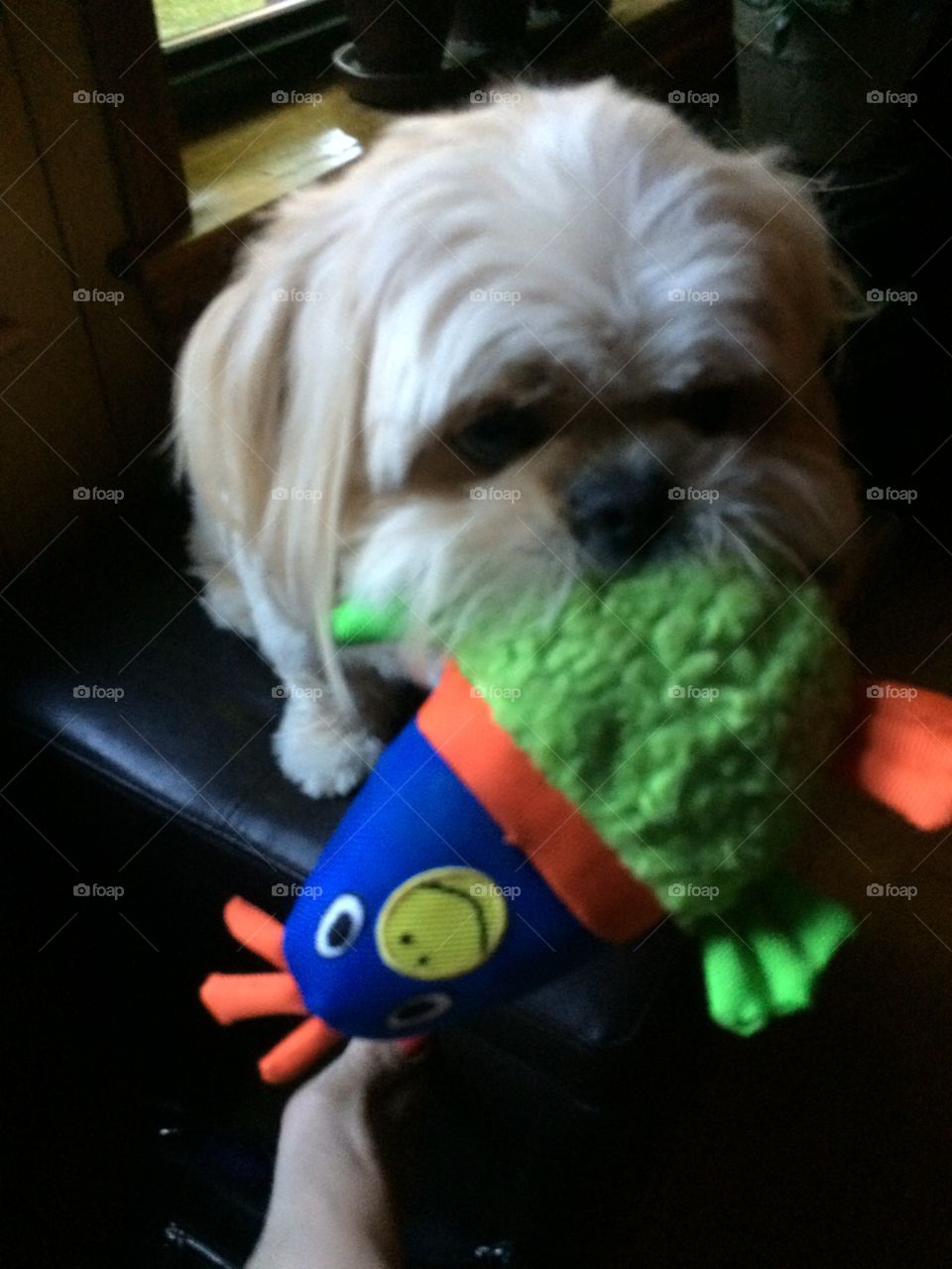 Barney the Shih Tzu