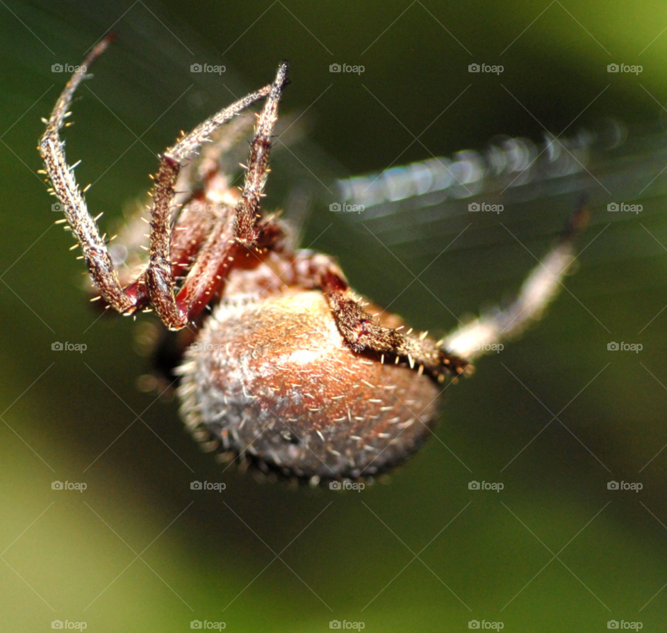 macro closeup web spider by lightanddrawing