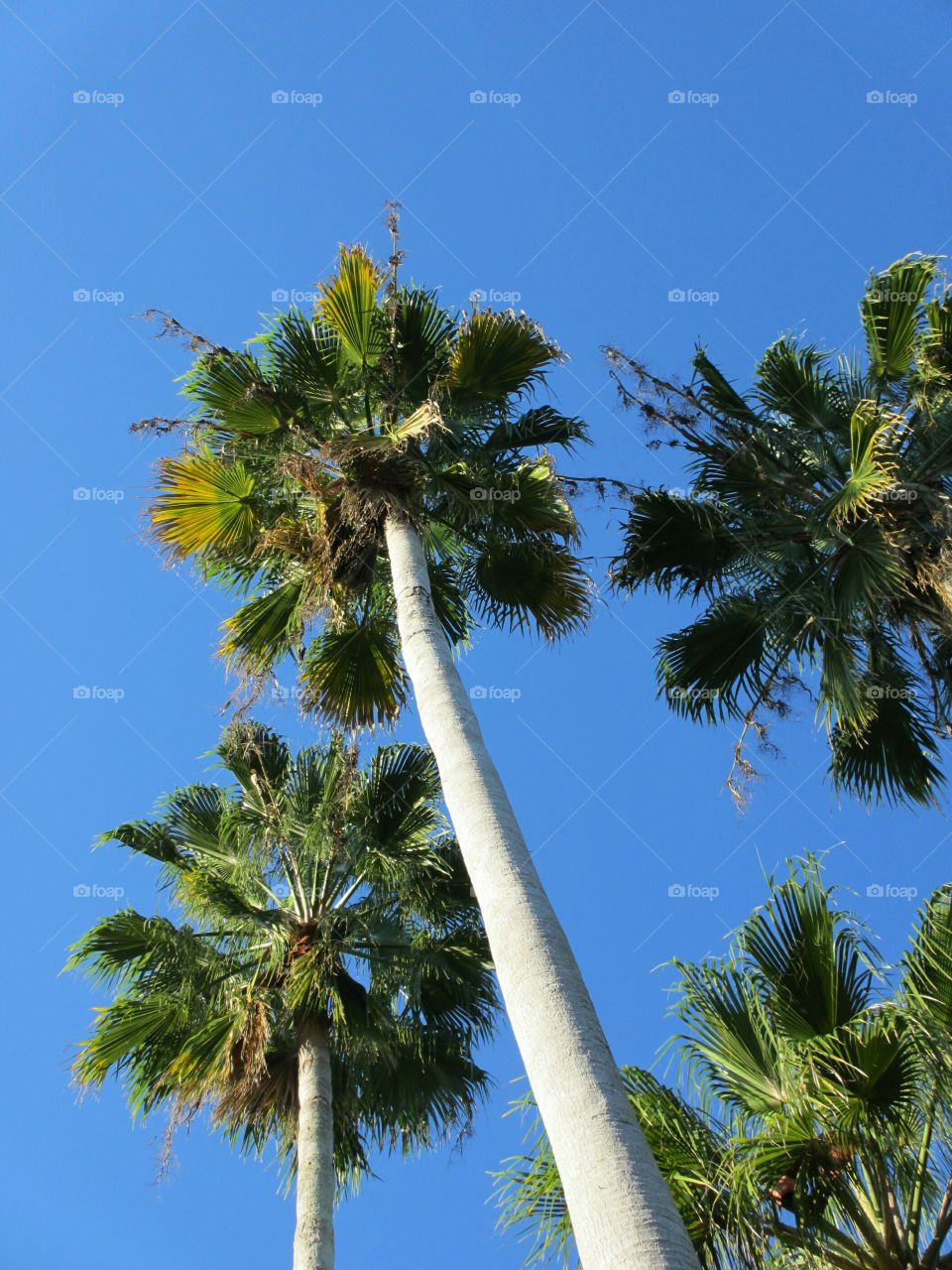 Palm trees. Palm trees reaching towards blue sky