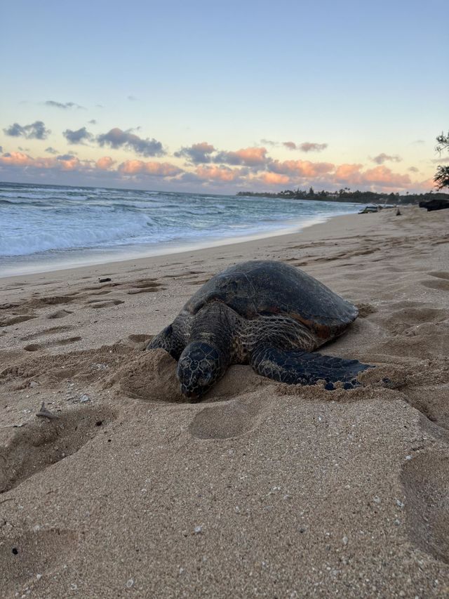 Turtle relaxing on the beach near the Pacific Ocean with a beautiful sky