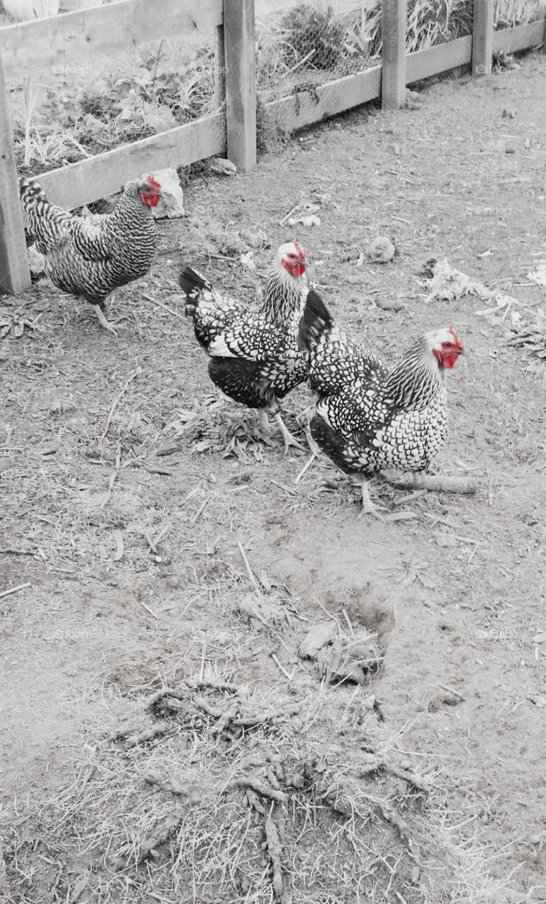 A trio of chickens