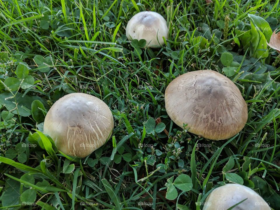 fall mushrooms