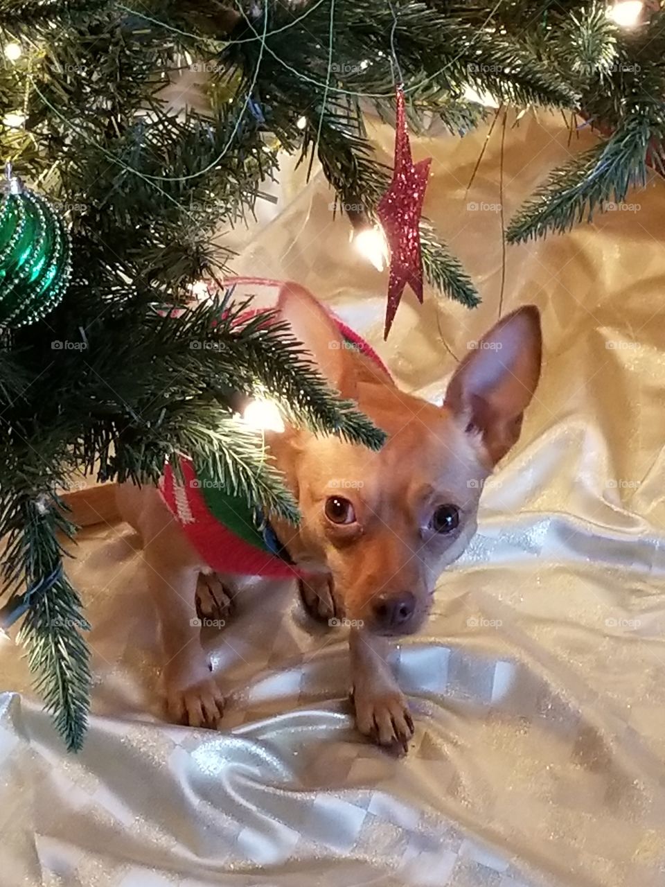 Christmas Tree Doggie