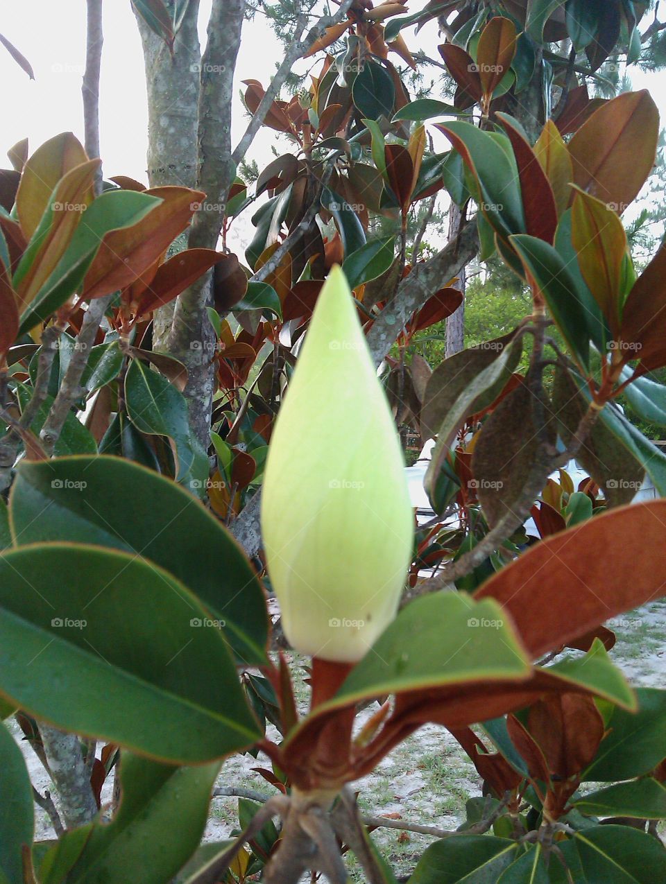 magnolia budding