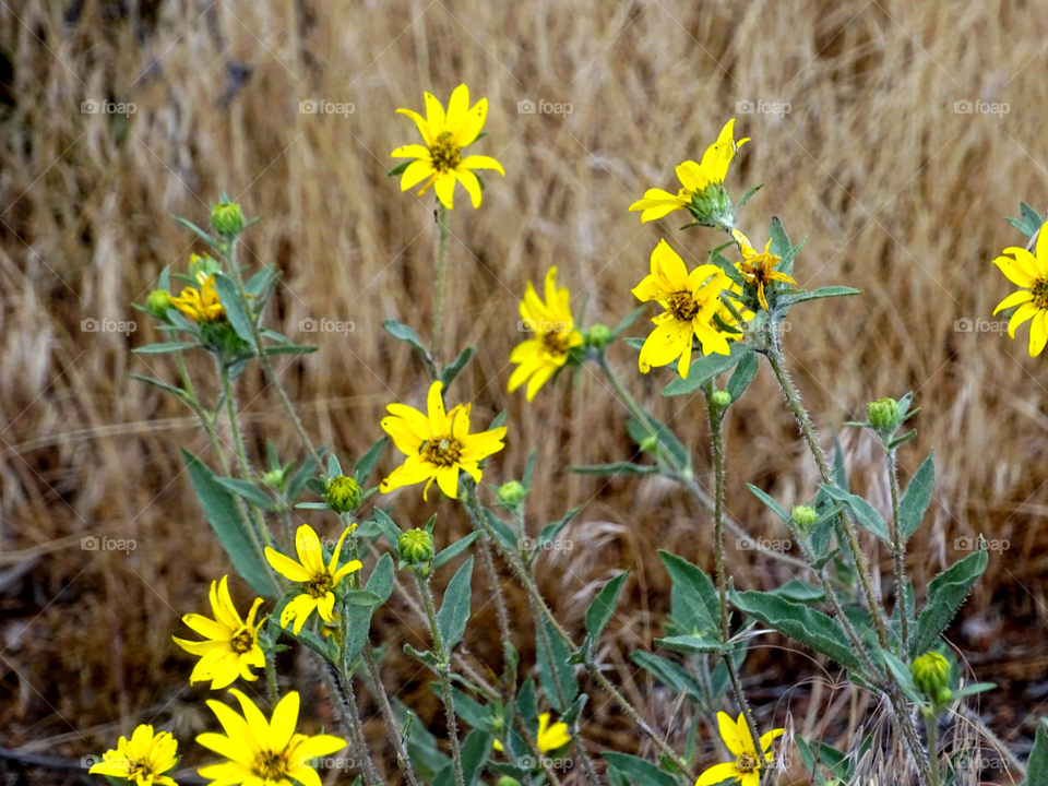 Wild Sunflowers