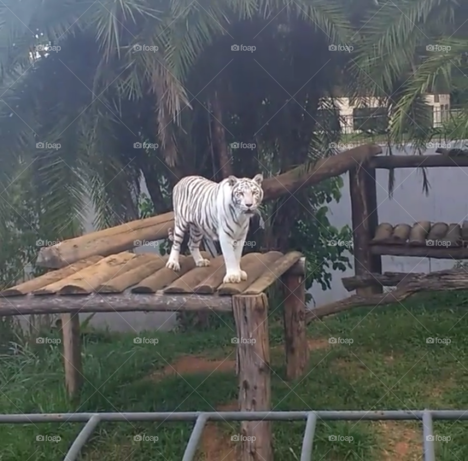 Tigre Branco - zoológico
