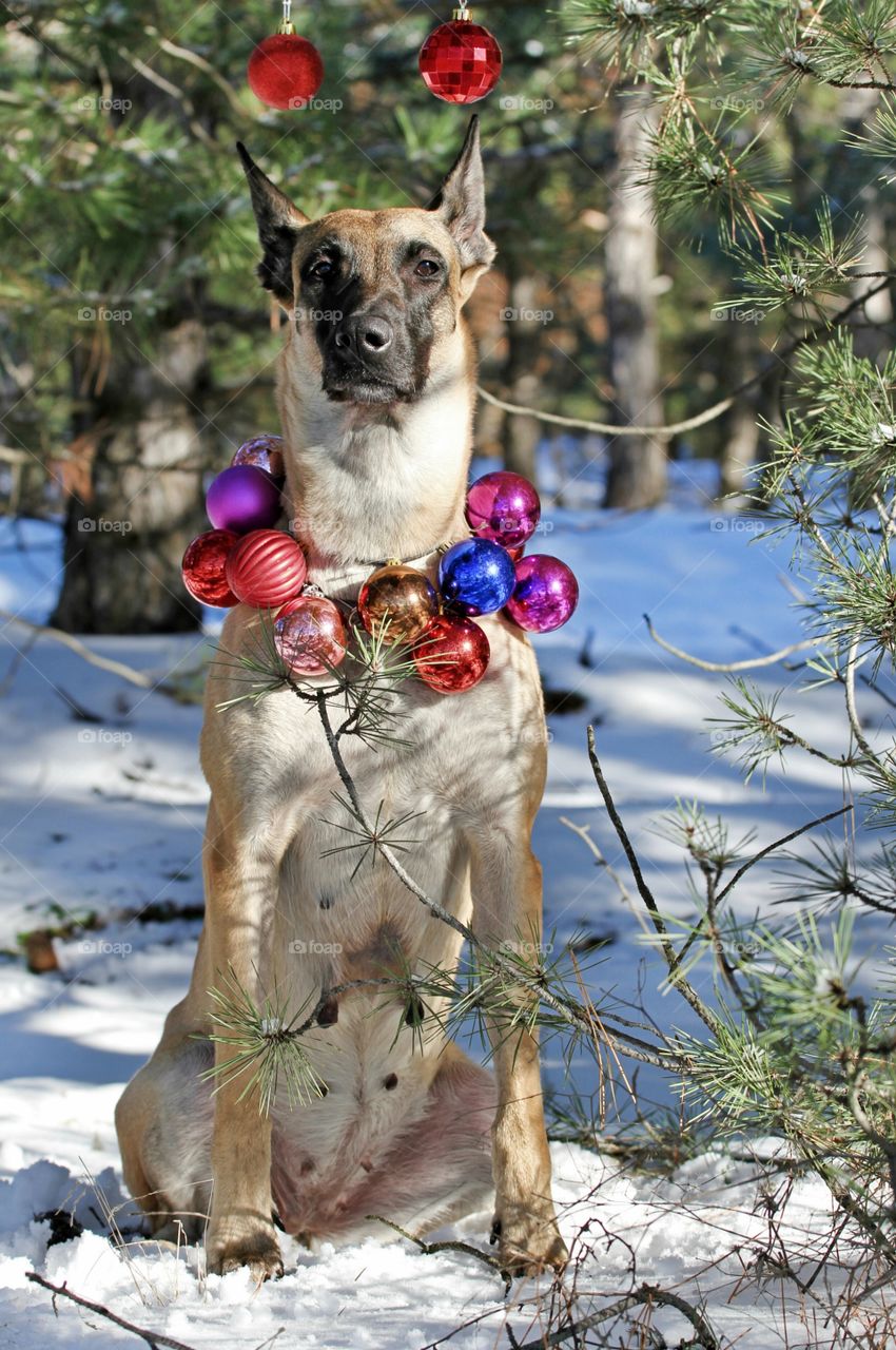 Christmas malinois