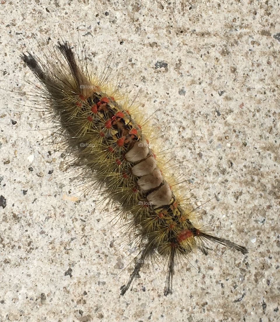 Rusty Tussock Moth Caterpillar
