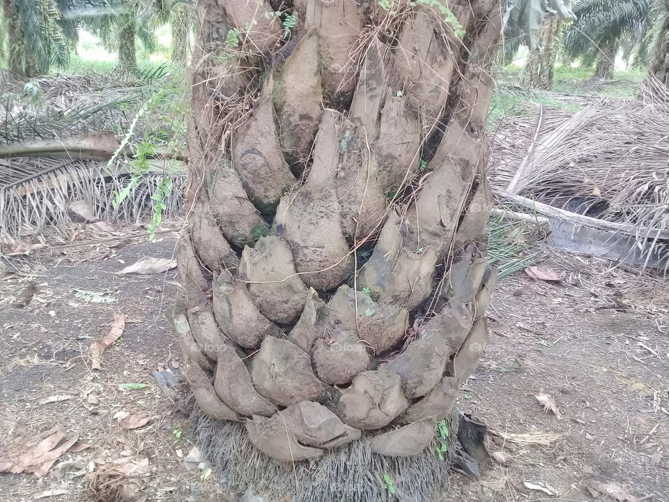 Palm tree with left spiral