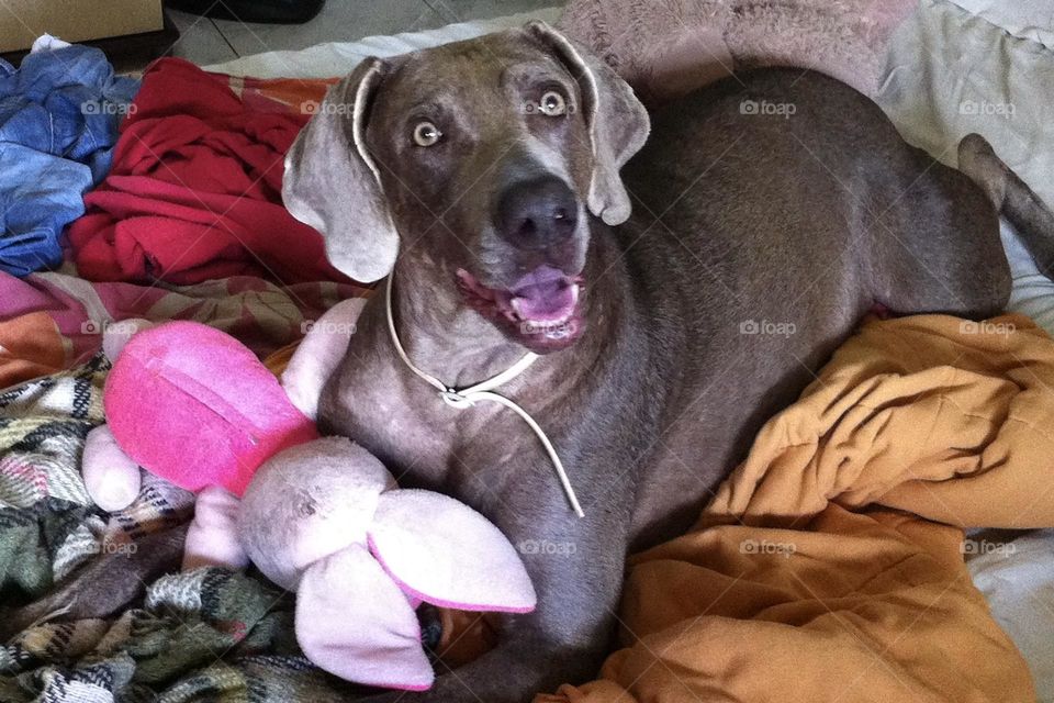 Weimaraner sits on the bed holding her favorite toy, a pink rabbit, looking up at her human. 