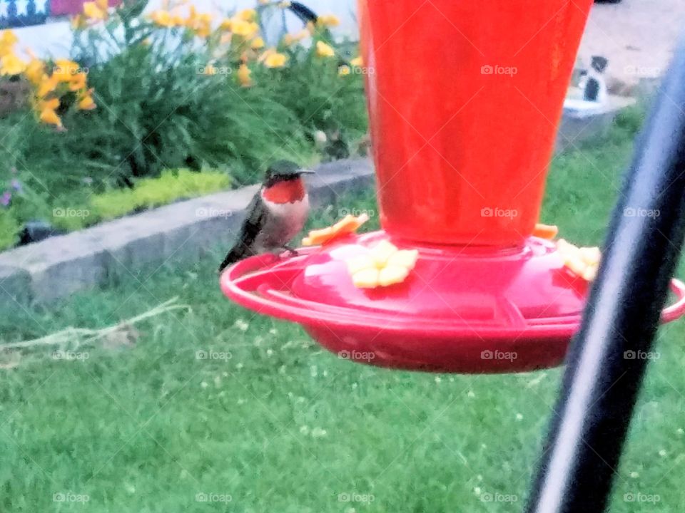 Feeding time for the Humming birds