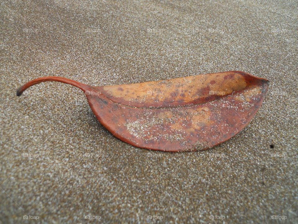 Dry Leaf On The Sand