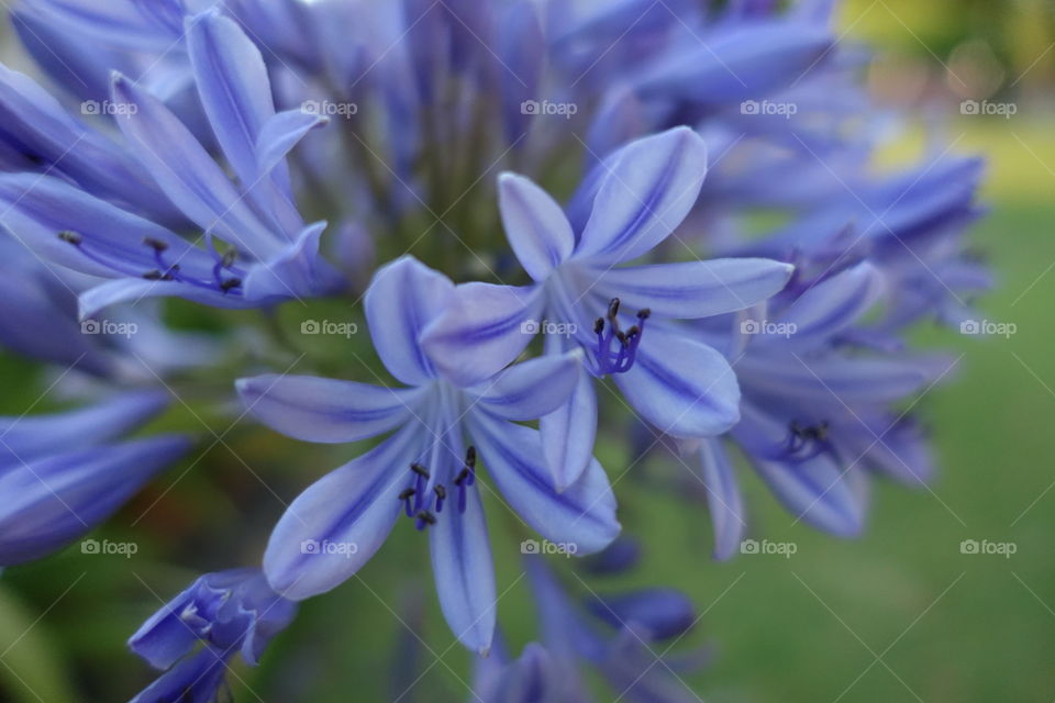 Bluish purple agapanthus flowers are in the garden.