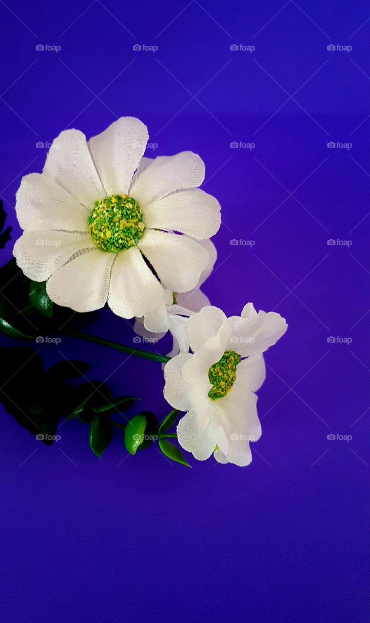 white purple flower