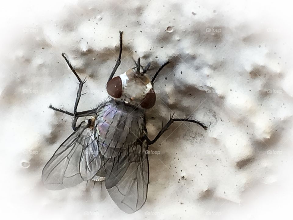 Macro closeup view bush fly perched on stucco wall full body