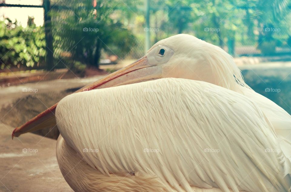 Pelicans Bahamas