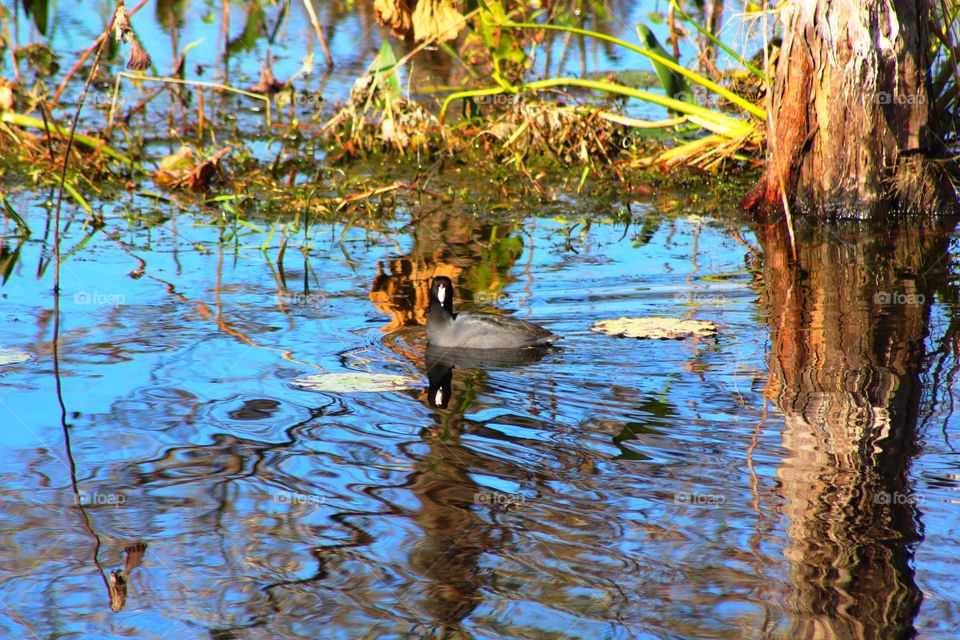 Swimming in the swamp