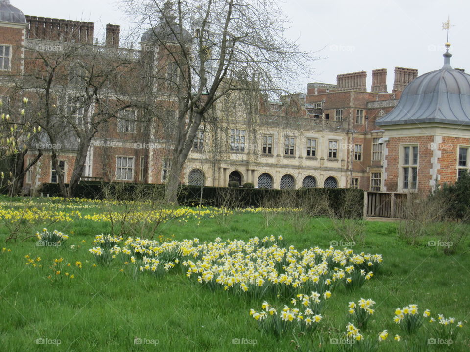 Architecture, Building, Lawn, House, Flower