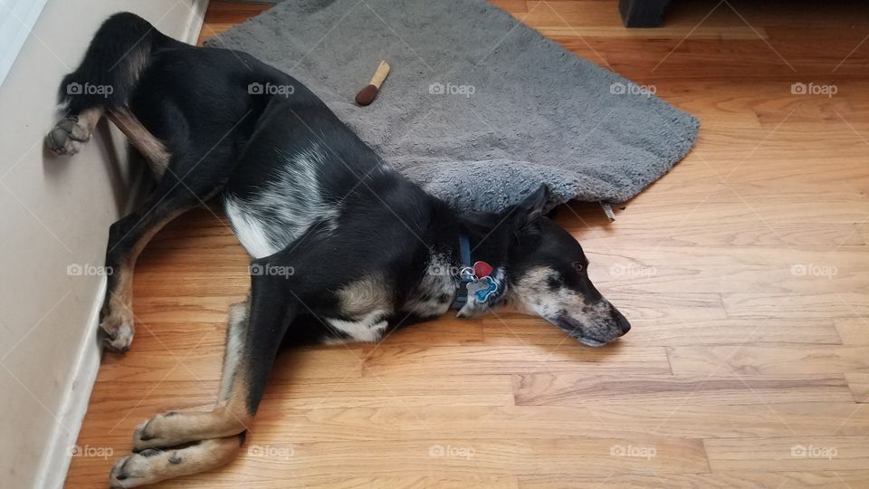 can't even be bothered with the bed.