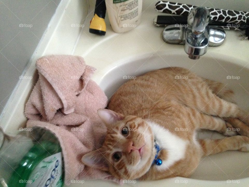 Cat in the sink 