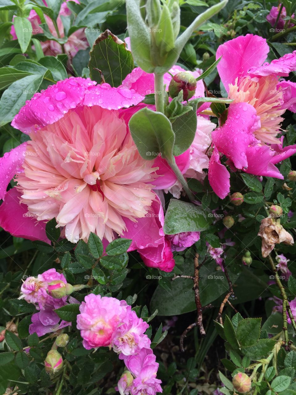 Loads of pink. Mount Vernon, VA. Martha Washington's garden. 