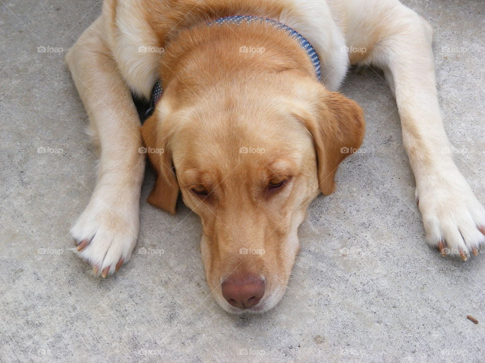 Yellow lab resting