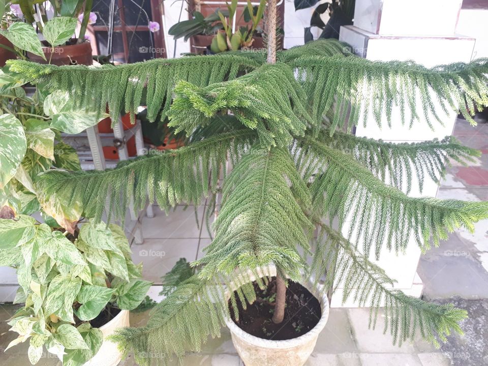green plants blooming in summer