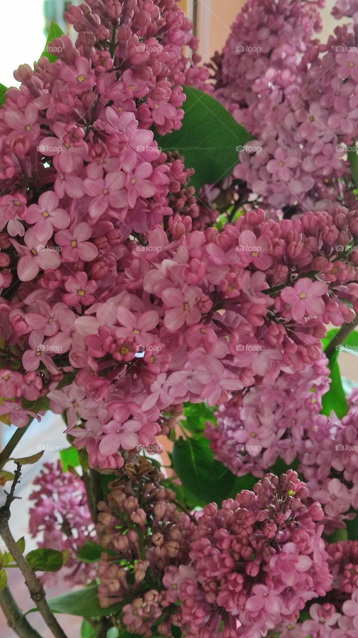 beautiful spring flowers