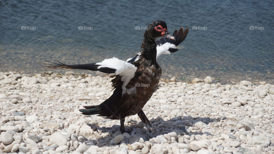 Donkey#animal#wild#bird#lake#pose#fly