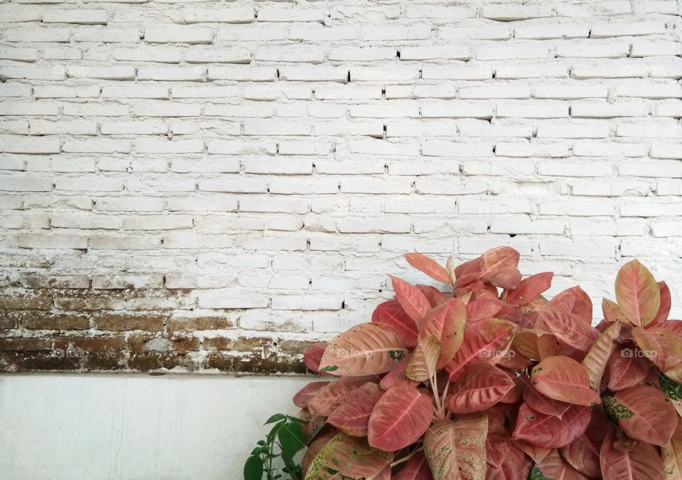 houseplants against white brick wall