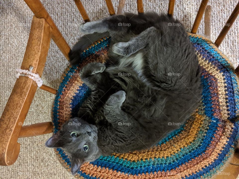 Cat being silly and laying on her back on the rocking chair cushion